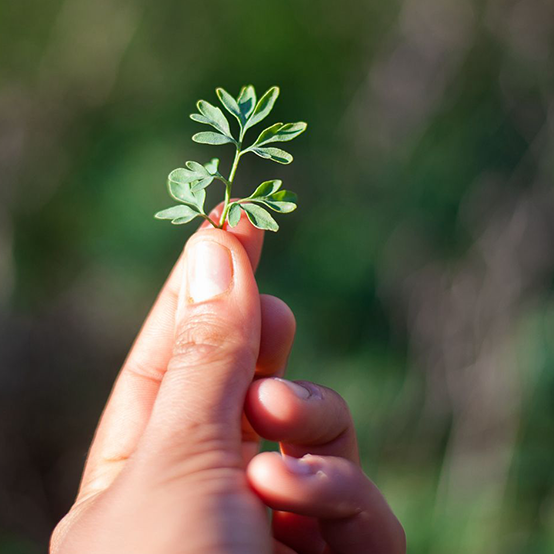 טעמי בר - התמחות ליקוט צמחי בר